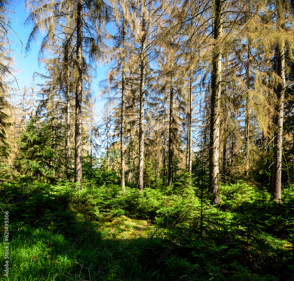 Aufforstung  bei Borkenkäfer befallenen Wald 