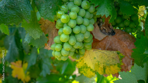 Vermentino vineyard in the locality of La Palma di Alghero in northern Sardinia. photo