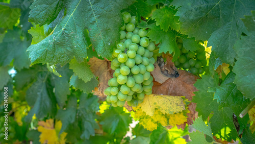 Vermentino vineyard in the locality of La Palma di Alghero in northern Sardinia.