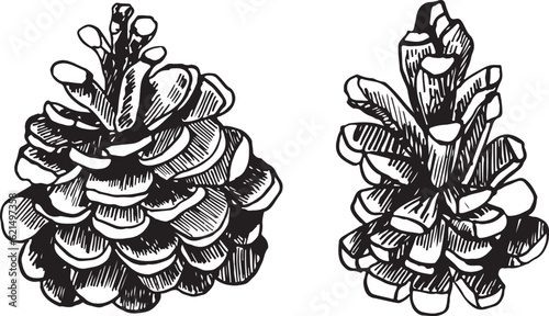 Pine cone and branch of fir tree vector. A winter bump hand-drawn in ink. A fir cone highlighted on a white background.