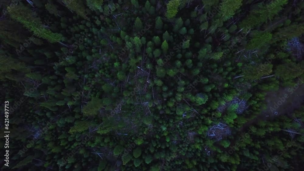 Aerial Descend Shot Of Trees And Logs In Wilderness Area During Sunset - Billings, Montana Aerial Descend Shot Of Trees And Logs In Wilderness Area During Sunset - Billings, Montana