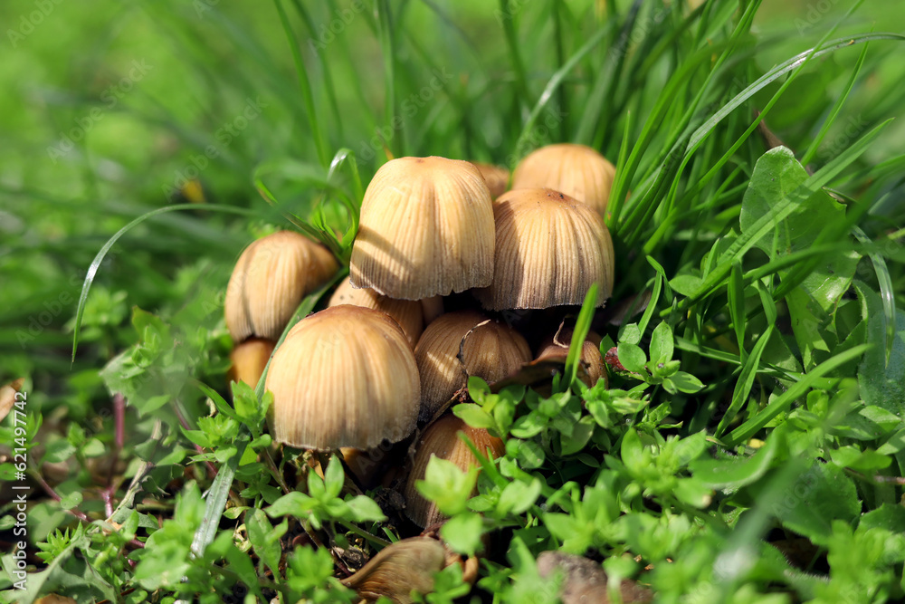 Mushrooms that grow in the backyard. Wild mushroom growing in lawn. Mushrooms grew in the grass. Small mushrooms close-up. Backyard magic: Close-up of wild mushrooms growing amidst the grass. Mushrooms that grow in the backyard. Wild mushroom growing in lawn. Mushrooms grew in the grass. Small mushrooms close-up. Backyard magic: Close-up of wild mushrooms growing amidst the grass.