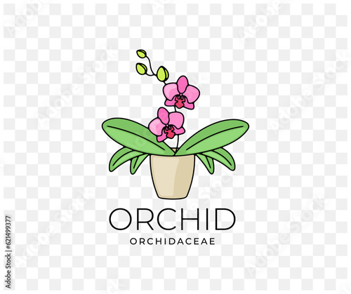Orchid, orchidaceae, flower with leaves in a pot, colored graphic design. Plant, nature, phalaenopsis, blossom, bloom, floral and flora, vector design and illustration