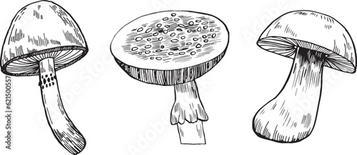 Mushrooms vector graphics. Mushrooms line art illustration. Graphic mushrooms for invitations. Mushrooms highlighted on a white background