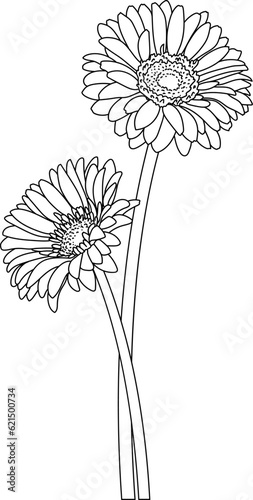 Photos black and white Gerbera, hand drawn flower, barberton daisy, bloom, gerbera jame