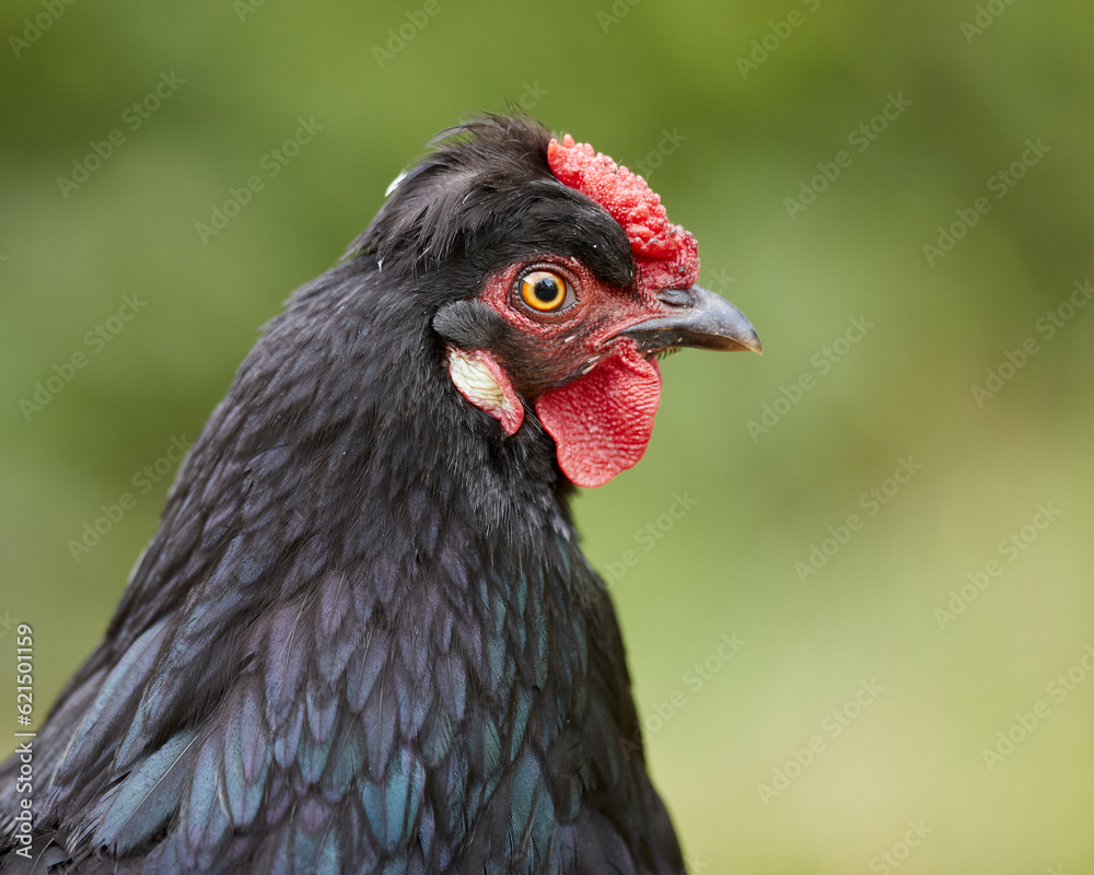 Close up of a black chicken head
