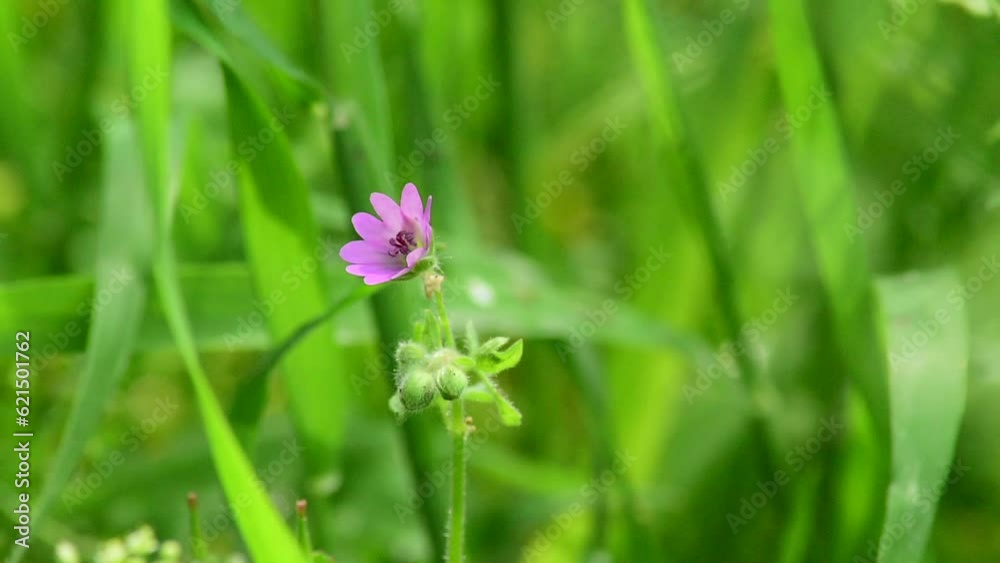 Small purple field flower in the forest green 2 Small purple field flower in the forest green 2