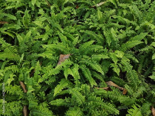 A group of Polypodiophyta or ferns in the garden.