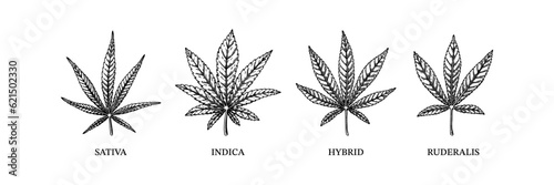 Cannabis indica, sativa, hybrid and ruderalis. Different types of weed. Hand drawn vector illustration in sketch style