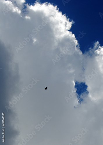 Small bird fly in the stark blue with white cloud sky look mesmerizing at Singalila National Park in Darjeeling, India. More than 350 species of birds are found here in the 78 km sq. national park. ..