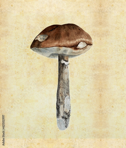 Illustration with watercolor mushroom in the style of vintage lithography
