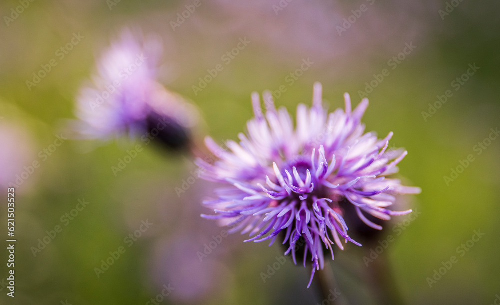 Blessed milk thistle flowers, close up. Silybum marianum herbal remedy plant, Saint Mary's Thistle, Marian Scotch thistle, Mary Thistle, Cardus marianus blossom Blessed milk thistle flowers, close up. Silybum marianum herbal remedy plant, Saint Mary's Thistle, Marian Scotch thistle, Mary Thistle, Cardus marianus blossom