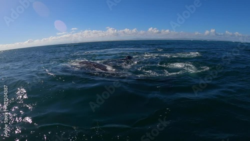 Gray whales mating next to tour boat in Ojo de Libre (Eye of the Hare Lagoon), Guerrero Negro, Baja California Sur, Mexico photo