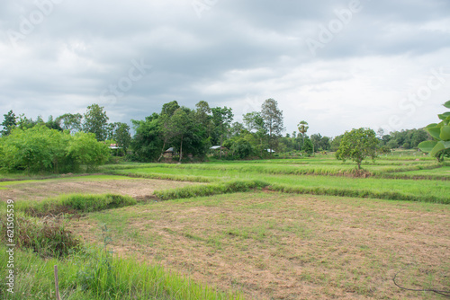 Grassy Rice Fields in Northeast Thailand