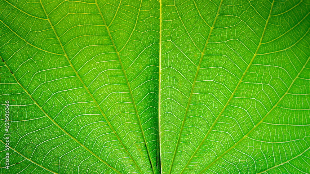 The surface of the leaf The surface of the leaf