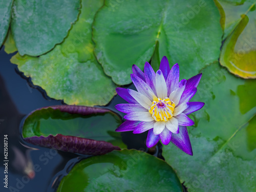 Close-up Purple and White Waterlily