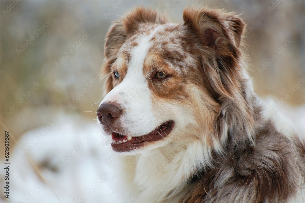 Australian Shepherd Portrait Australian Shepherd Portrait