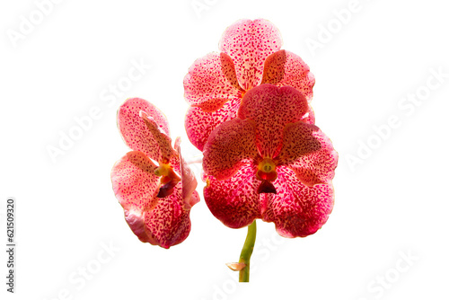 Inflorescence yellowish pink orange Vanda and Ascocenda orchid bunch flower. Abbreviated as Ascda in the horticultural trade, is man-made hybrid orchid genus resulting. Isolated on cut out PNG.