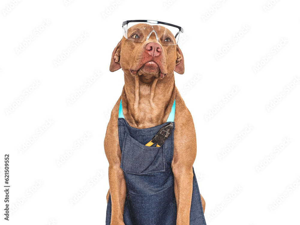 Cute brown dog, apron and goggles. Close-up, indoors. Studio photo. Congratulations for family, relatives, loved ones, friends and colleagues. Pets care concept