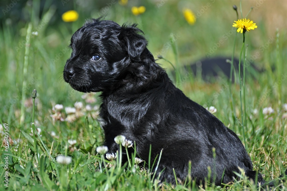 Berger de Pyrenees Welpe
