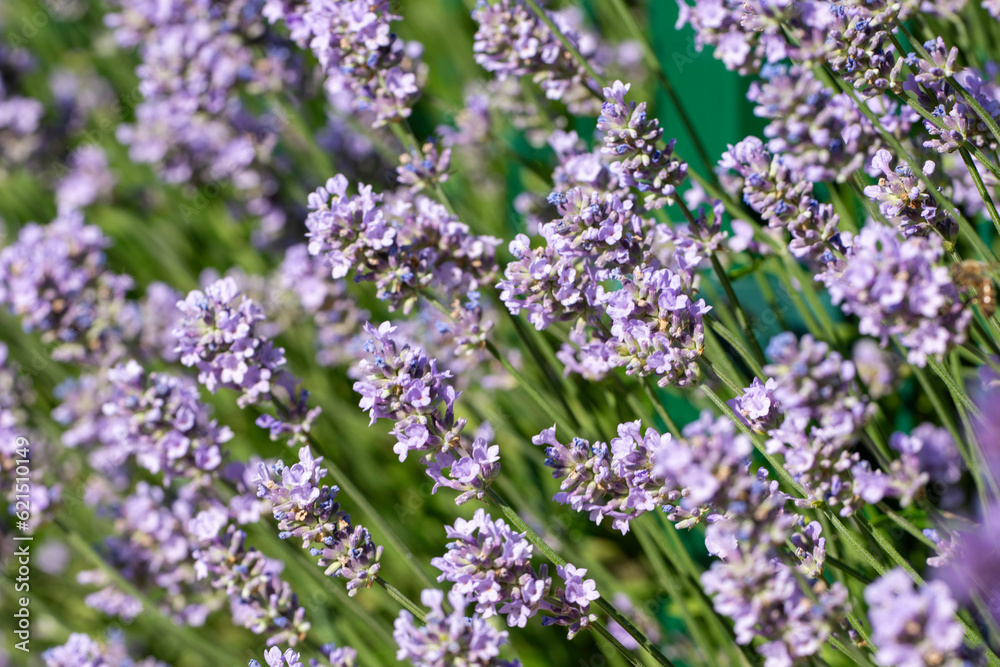 lavender flowers in the garden lavender flowers in the garden