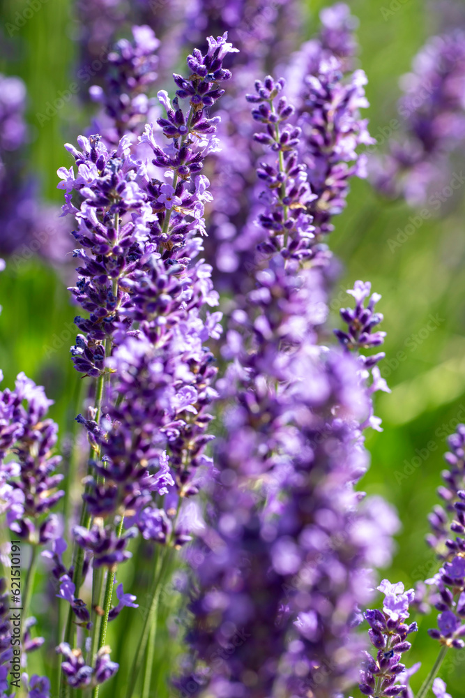 Obraz premium lavender flowers in the garden
