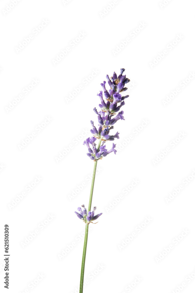 Obraz premium lavender flowers isolated on white