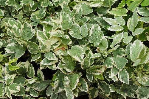 Derain variegated - a spectacular plant for creating landscape designs