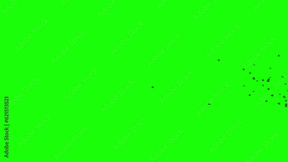 A flock of black birds flies on greenscreen. Silhouettes of birds fly from left to the right