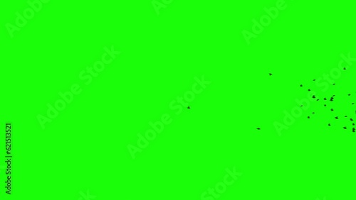 A flock of black birds flies on greenscreen. Silhouettes of birds fly from left to the right