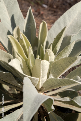 Turkey mullein (Verbascum thapsus) is a tall, leafy plant that is native to Europe and Asia. The plant has a long, thick taproot and large, hairy leaves.  photo