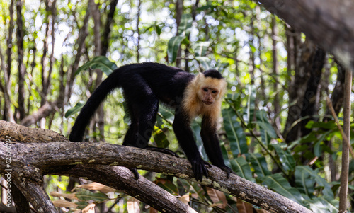 Capuchin Monkey in the Mangroves Costa Rica