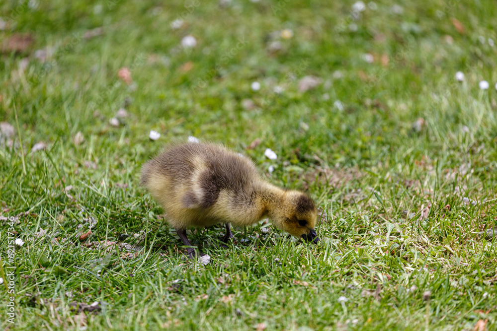 Young canadian goose in park