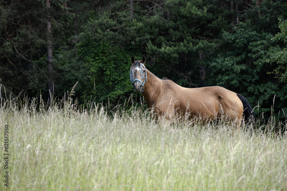 Naklejka premium horse nearby forest