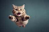 funny playful cat jumping in the air