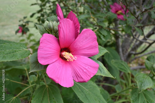 Pink Hibiscus Flower in a Garden