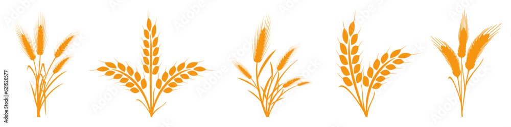 Wheats rye rice ears set icons design elements of organic agricultural food. Harvest wheat grain for beer logo, growth rice stalk and whole bread grains, barley field cereal nutritious - stock vector Wheats rye rice ears set icons design elements of organic agricultural food. Harvest wheat grain for beer logo, growth rice stalk and whole bread grains, barley field cereal nutritious - stock vector