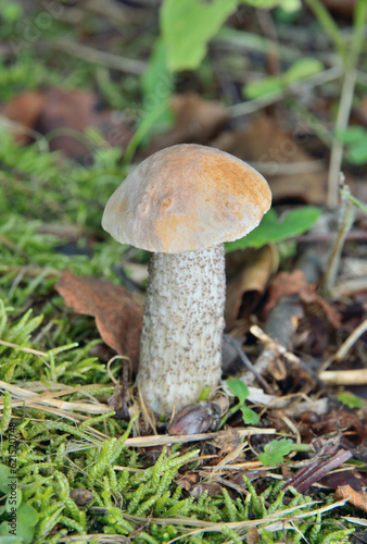 Edible mushroom (Leccinium oxydabile)