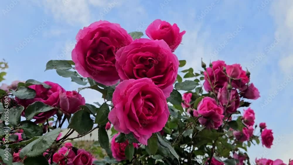 Rose bush with beautiful bright flowers in Bulgaria
Rose bush with beautiful bright flowers in Bulgaria