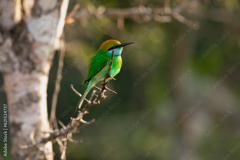 Fototapeta premium bee eater bird