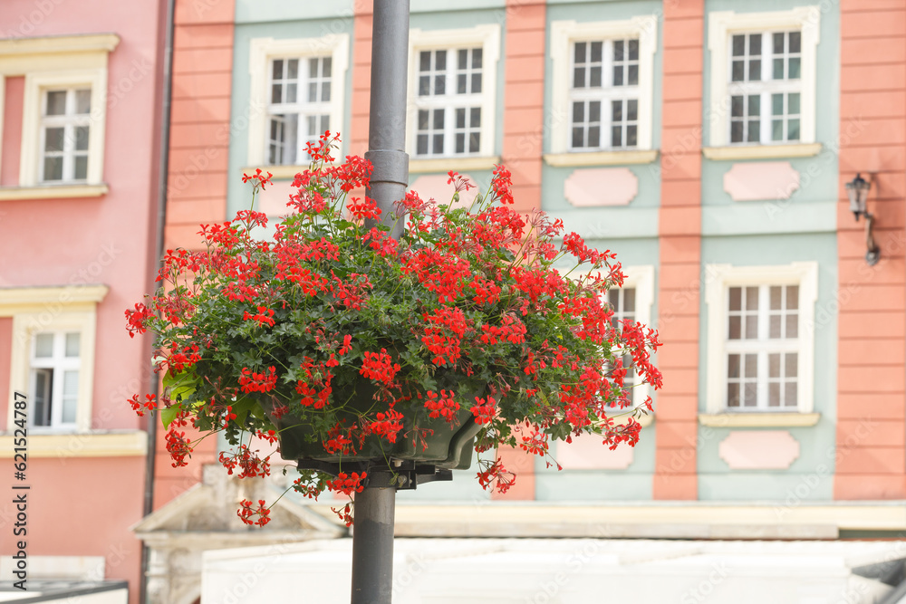 Pot of red flowers on a street pole on the background of city buildings