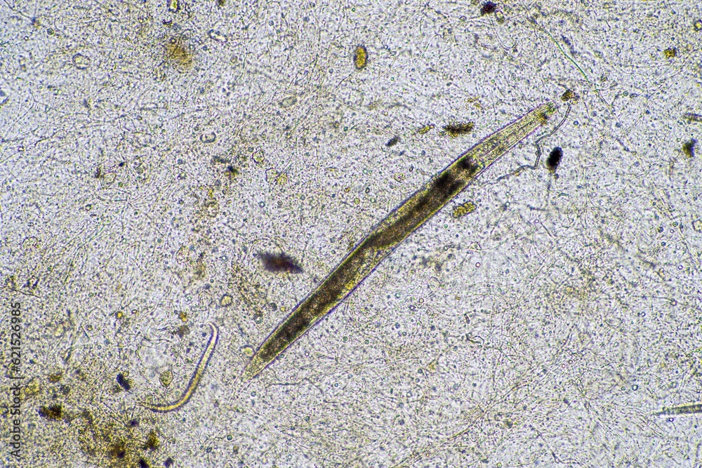 nematode and soil biology, with nematodes and fungi