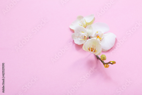 white orchid flowers on pink ackground