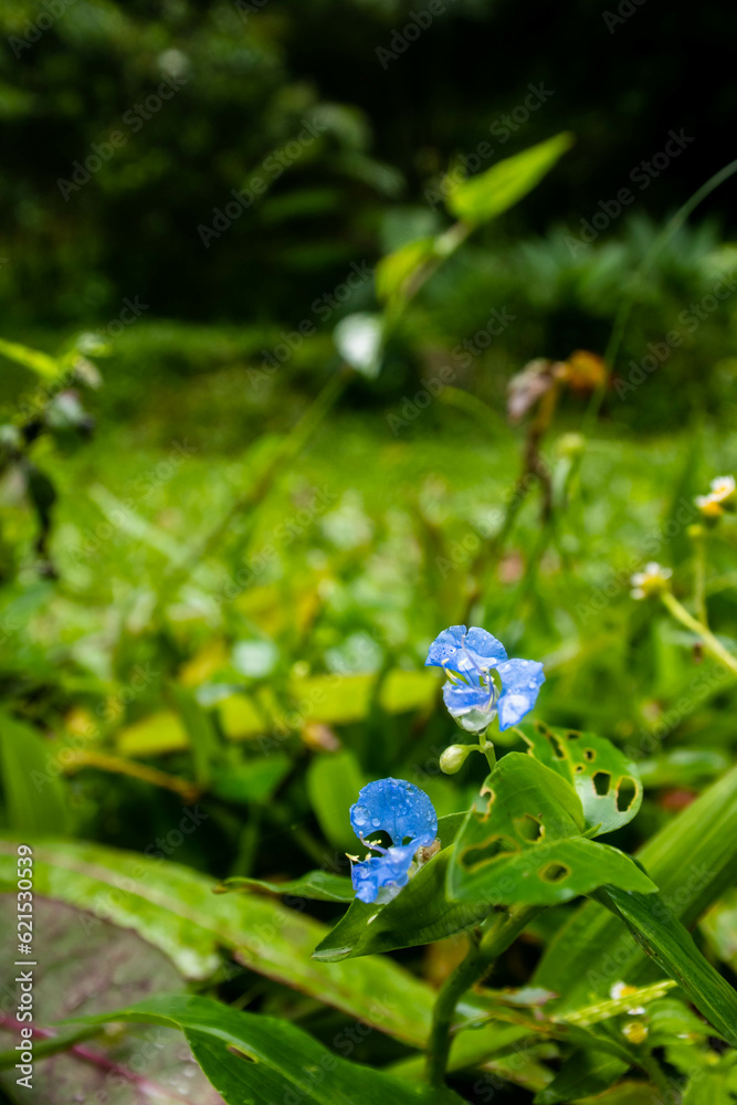 A close-up of a stunning blue flower of the Commelina cyanea plant ...