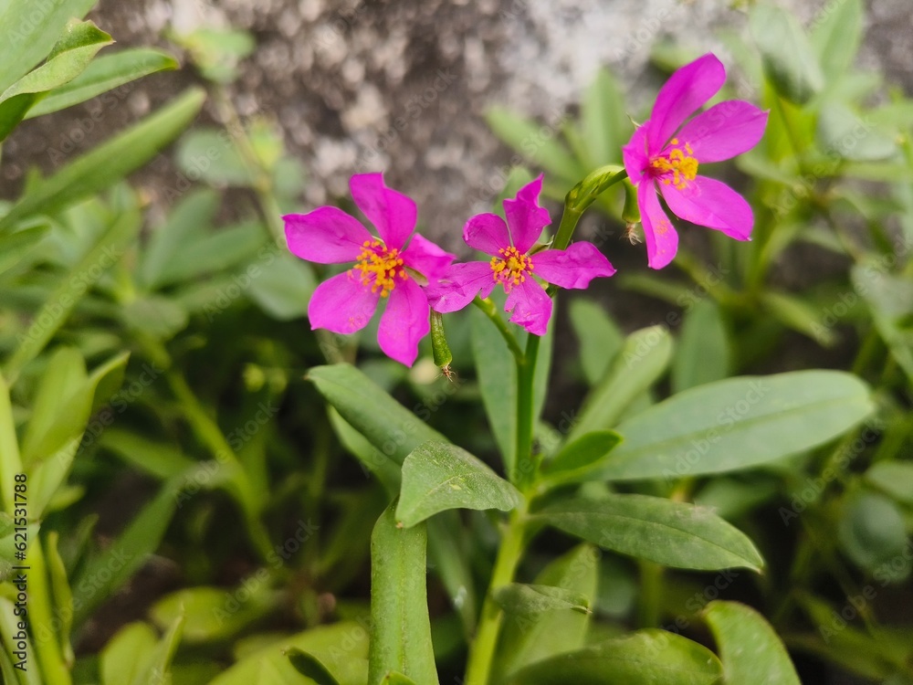 This Beautiful Pink Flower picture is taken from my Mobile camera in the Garden.
