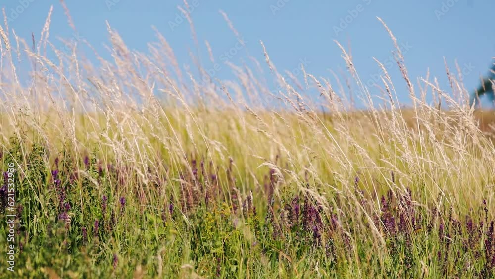 Green meadow rustling tall grass and wild flowers Green meadow rustling tall grass and wild flowers