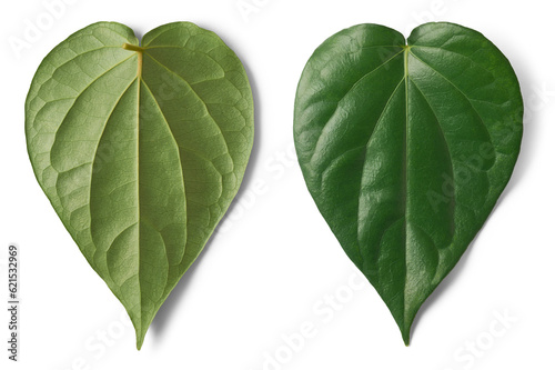 Tableau sur toile close-up of betel vine leaves, piper betle, evergreen perennial climber plant na