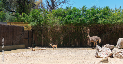 ostrich and Gazella bennettii. The Gazella of India or Chinkara is a kind of native gazelle of India, Pakistan, southern Afghanistan and Iran
 photo