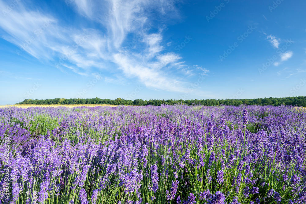 Beautiful lavender field against blue cloudy sky Beautiful lavender field against blue cloudy sky