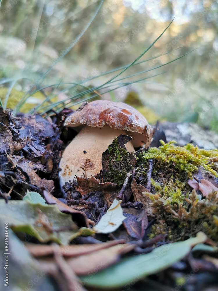 Boletus